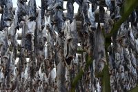 Hurtigruten - MS Polarlys - Lofoten - Spaziergang durch Henningsvær