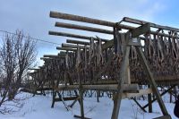 Hurtigruten - MS Polarlys - Lofoten - Spaziergang durch Henningsvær