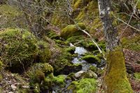 Hurtigruten - MS Polarlys - Nordland - Helgelandskyste - Fakultative Wanderung zum Torghatten (Berg mit riesigem Loch)