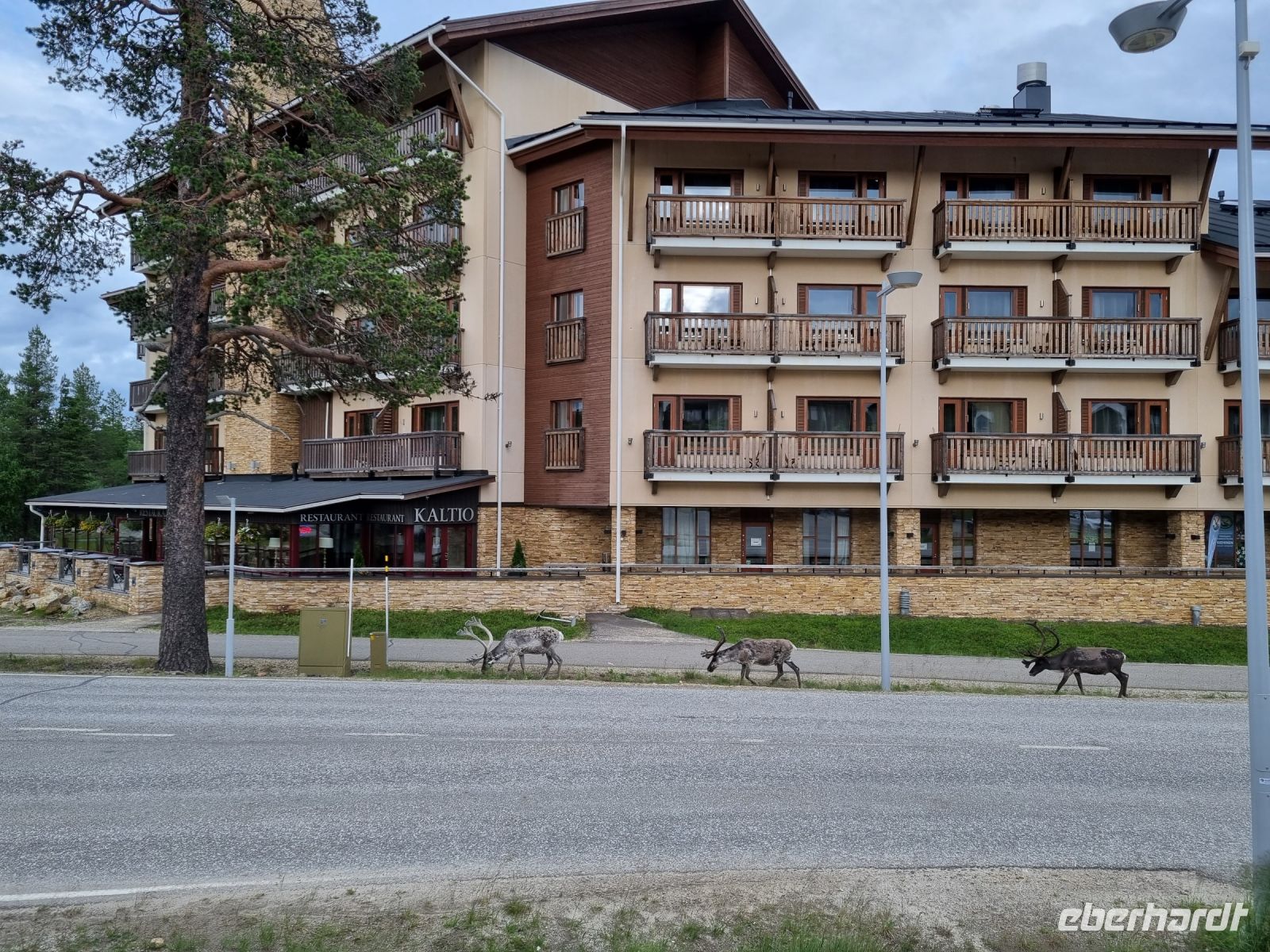 Saariselkä - Rentiere...