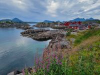 Statles Rorbusenter in Mortsund