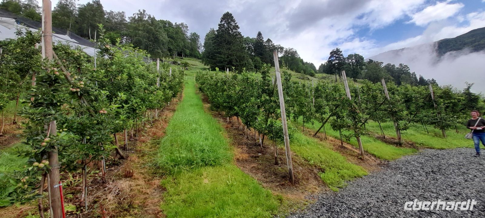 Syse Gard Ulvik Apfelplantagen