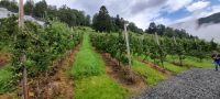 Syse Gard Ulvik Apfelplantagen