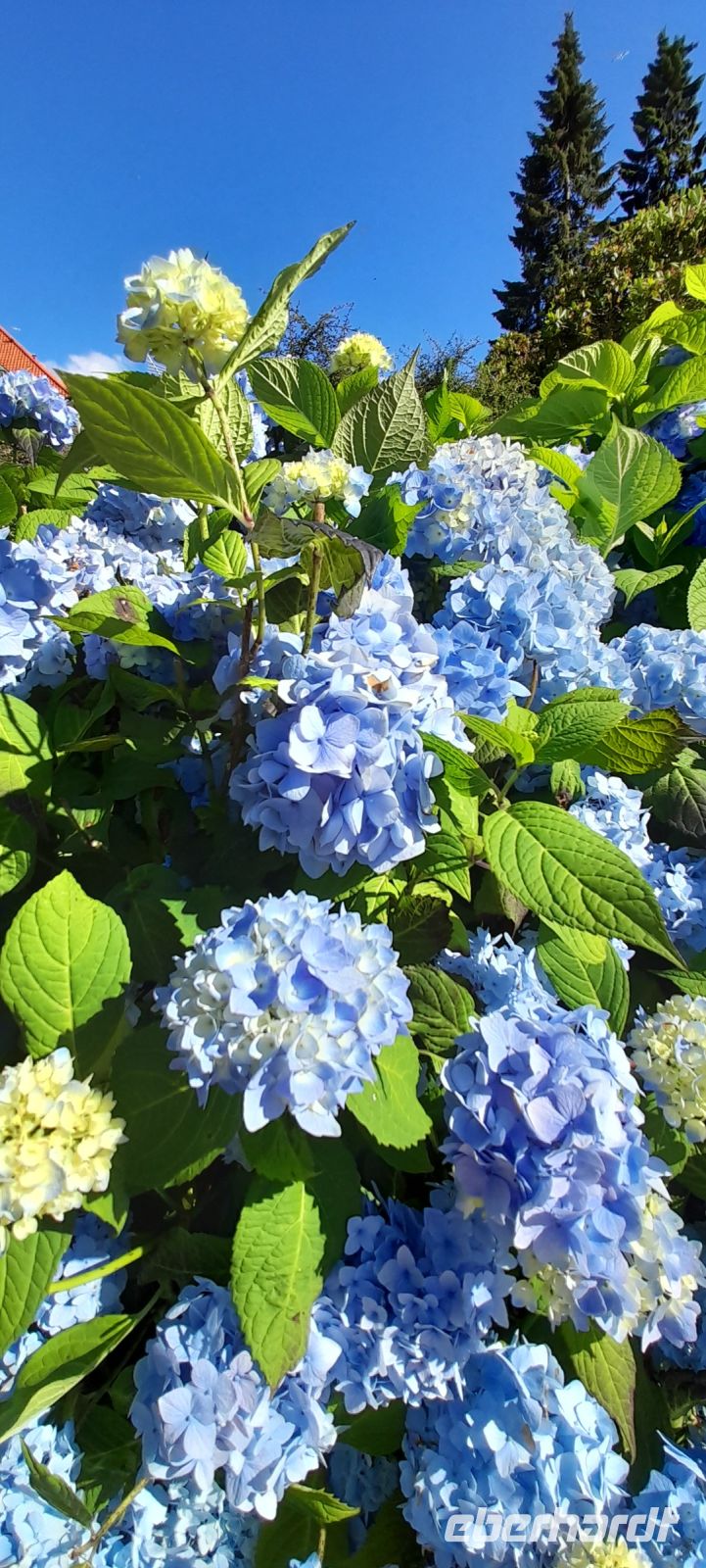 Hortensien in Bergen