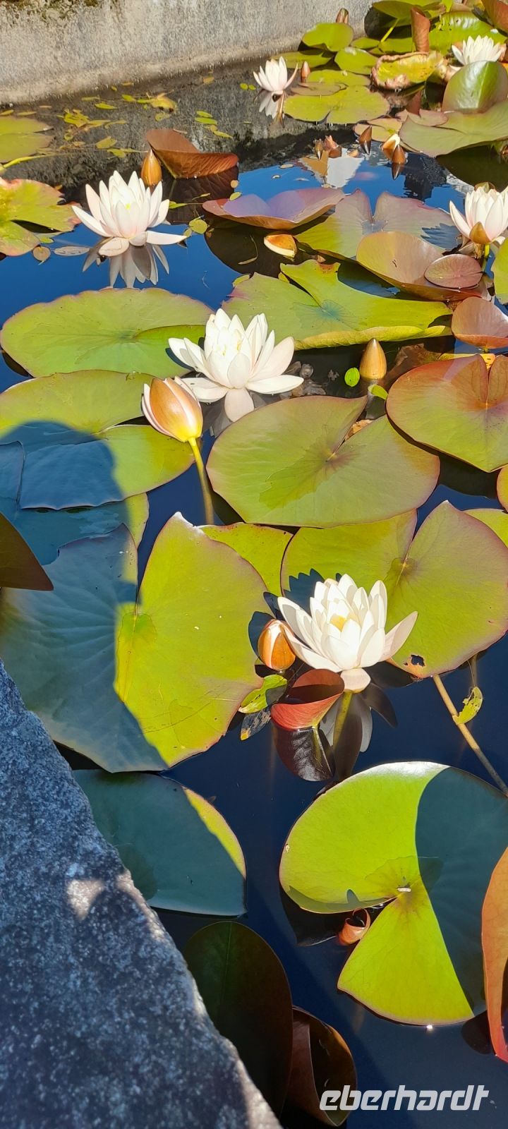Seerosen im Garten vom Uni Museum 