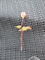 die wahrscheinlich letzte, unreife Moltebeere der Hardangervidda