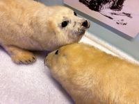 Tag 5 - Polarmuseum.jpg