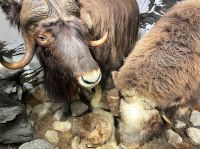 Tag 5 - Polarmuseum.jpg