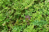 Moltebeeren zwischen Rauschbeeren und Heidelbeeren