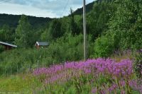 Schmalblättriges Weidenröschen