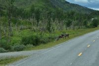Rentiere in Norwegen