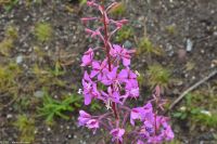 Schmalblättriges Weidenröschen