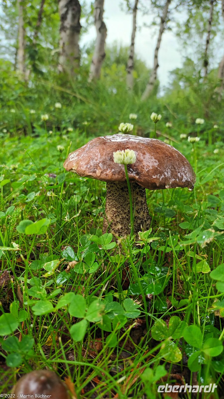 Herbstliche Stimmung im Juli