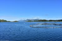 Lachsfarm in Brønnøysund
