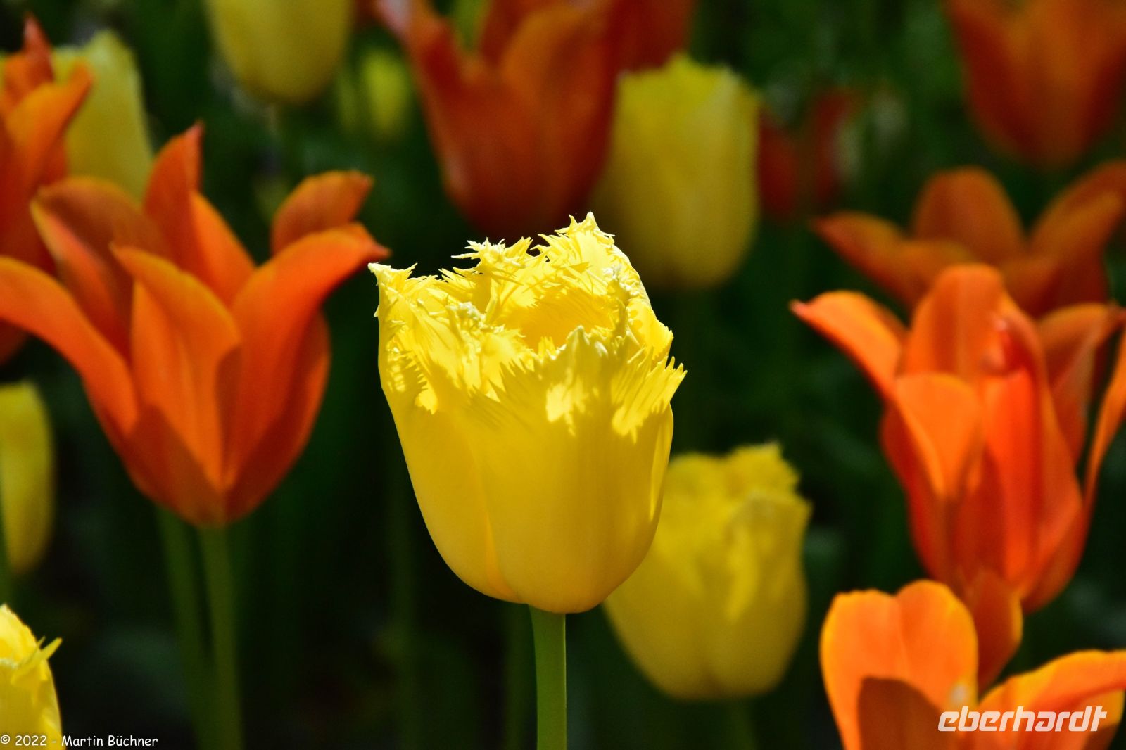 Blütenpracht in Trondheim