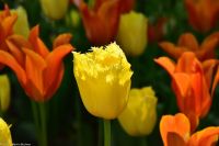 Blütenpracht in Trondheim