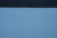 Bildmitte: Eine Gruppe von Schweinswalen