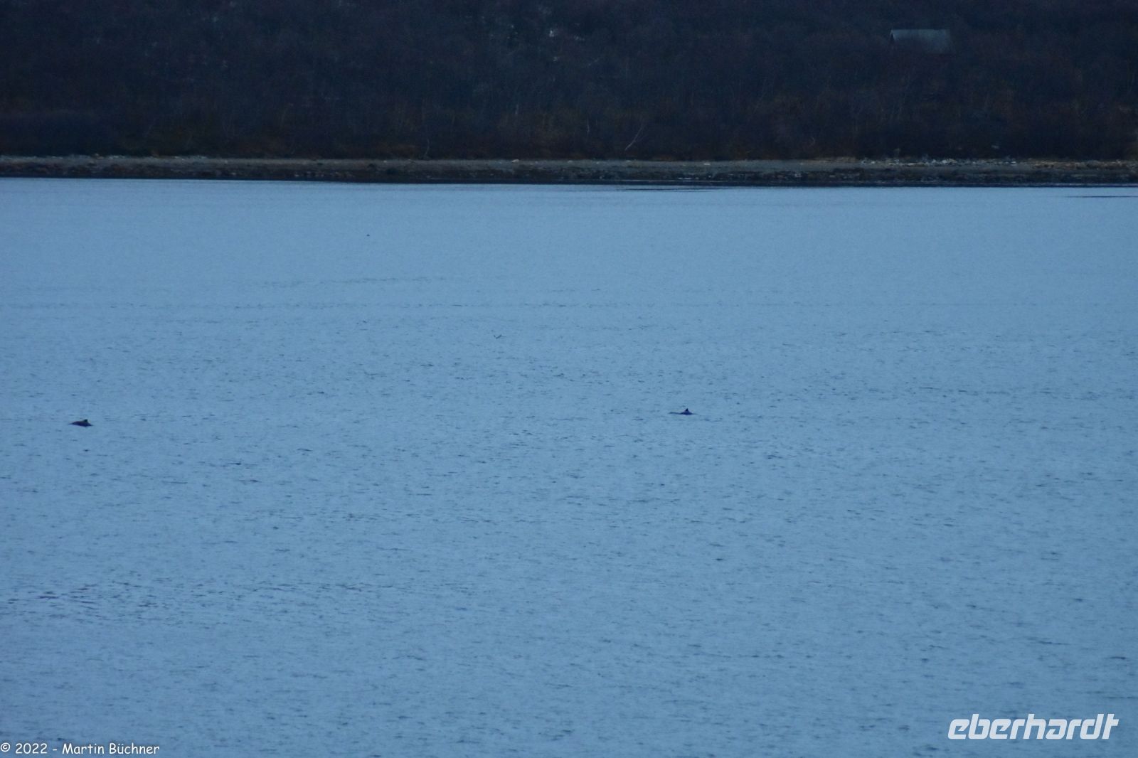 Bildmitte und linker Bildrand: Eine Gruppe von Schweinswalen