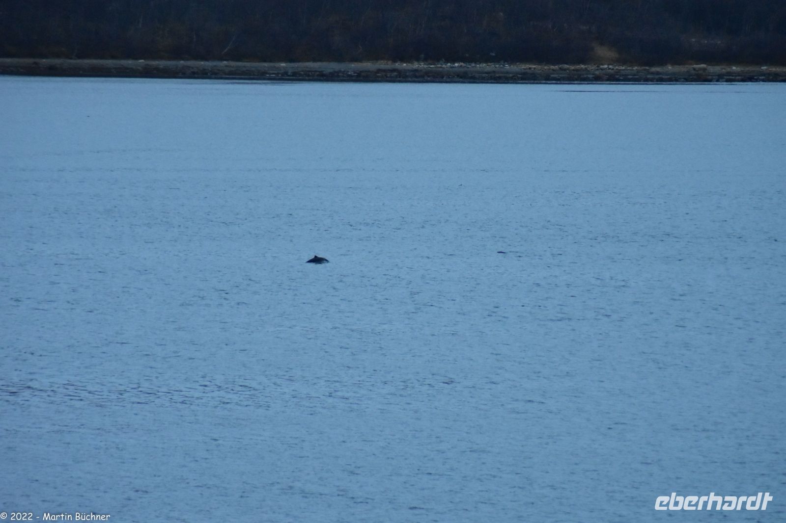 Bildmitte: Eine Gruppe von Schweinswalen