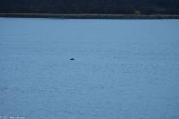 Bildmitte: Eine Gruppe von Schweinswalen