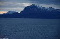 Schweinswale vor der Insel Hinnøya, Vesterålen Archipel