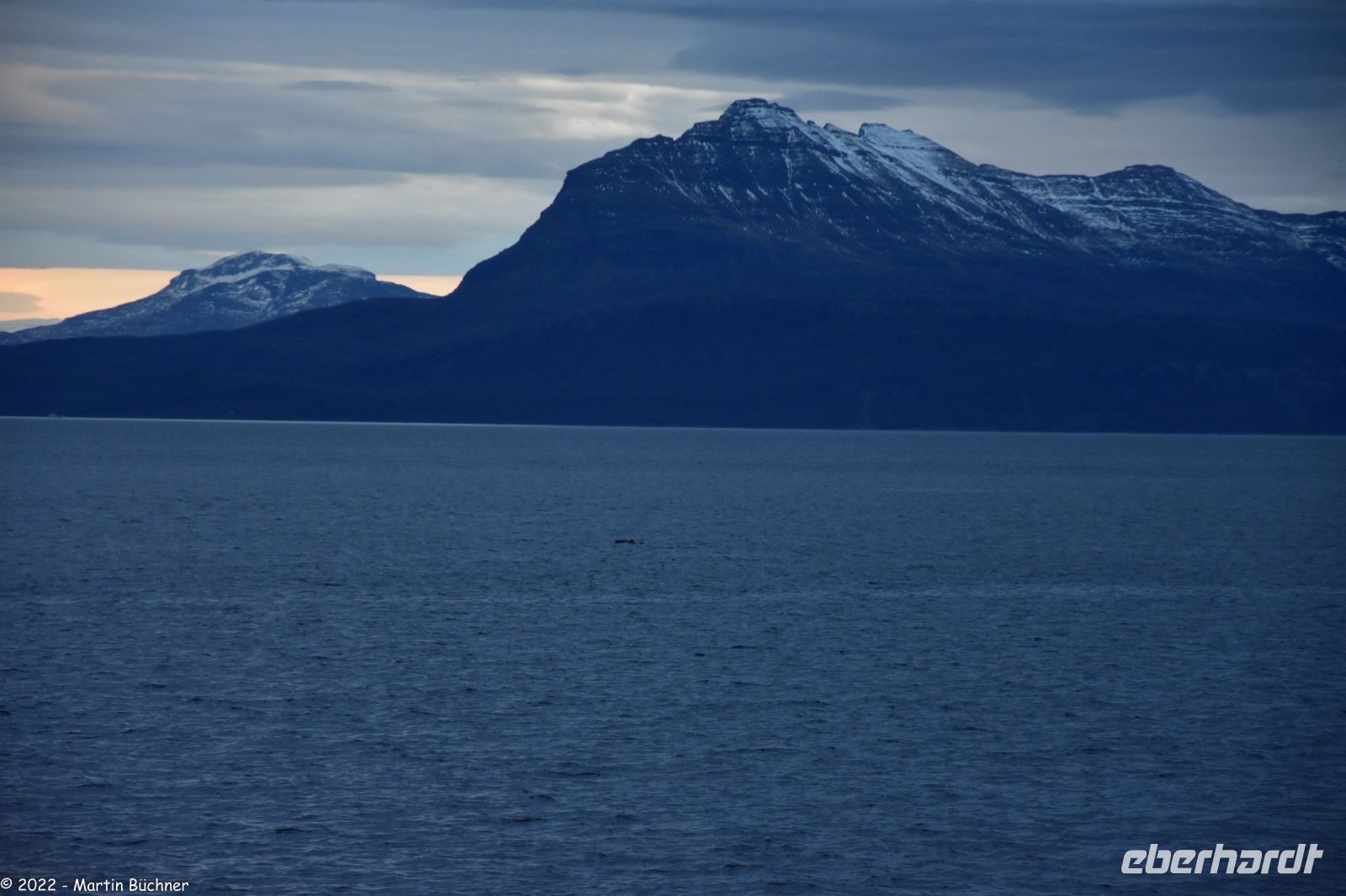 Schweinswale vor der Insel Hinnøya, Vesterålen Archipel