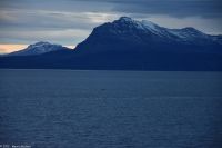 Schweinswale vor der Insel Hinnøya, Vesterålen Archipel