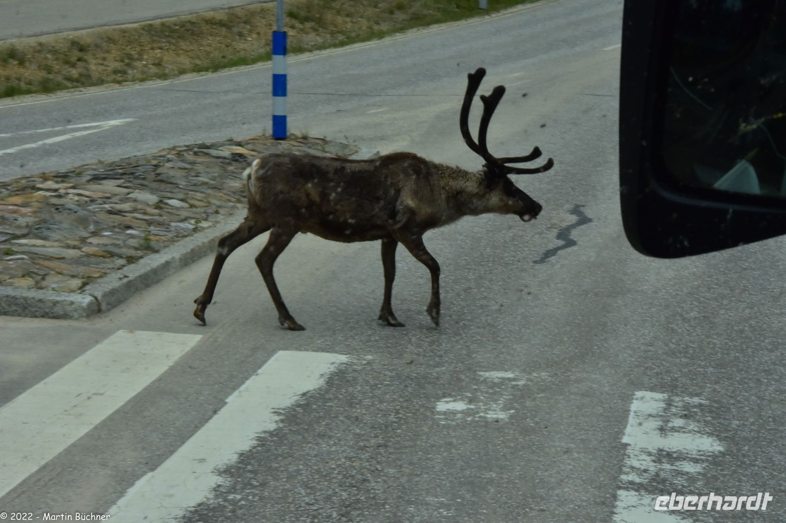 Vorbildliche Rentiere überqueren die Straße am Fußgängerüberweg