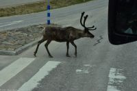 Vorbildliche Rentiere überqueren die Straße am Fußgängerüberweg