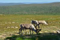 Hausberg von Saariselkä genannt Kaunispää