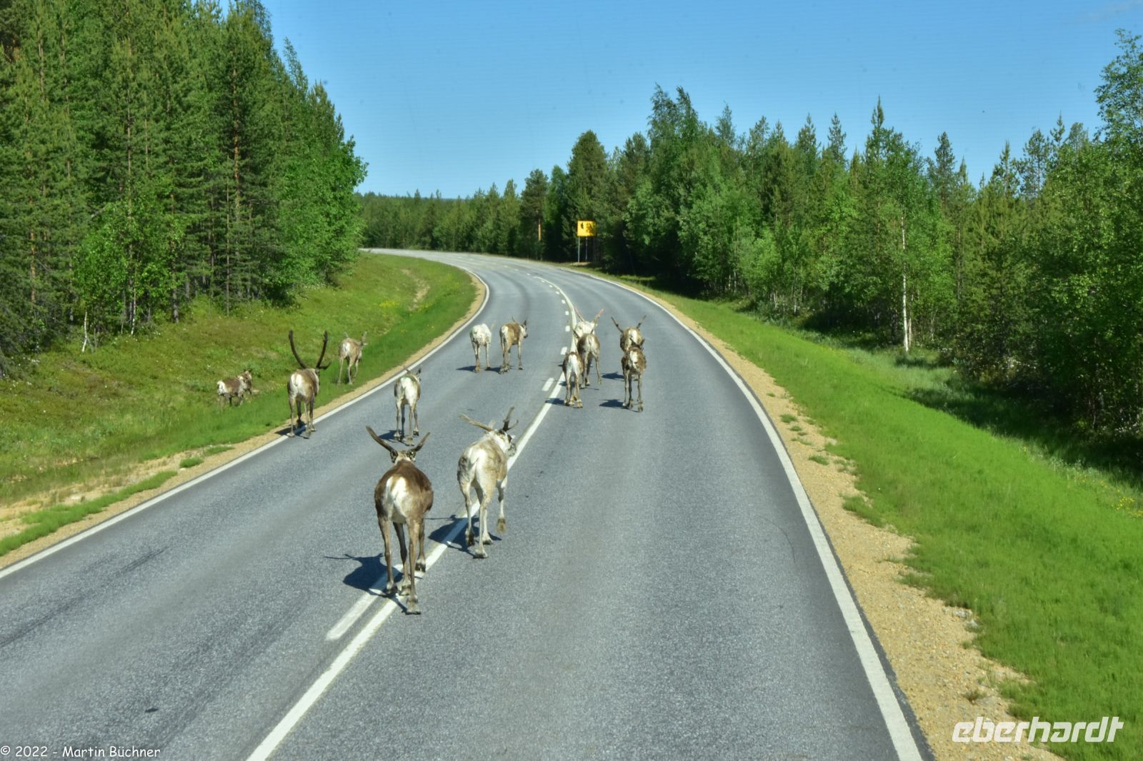 Rentiere im Straßenverkehr Lapplands