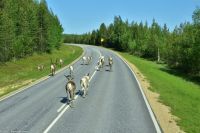 Rentiere im Straßenverkehr Lapplands
