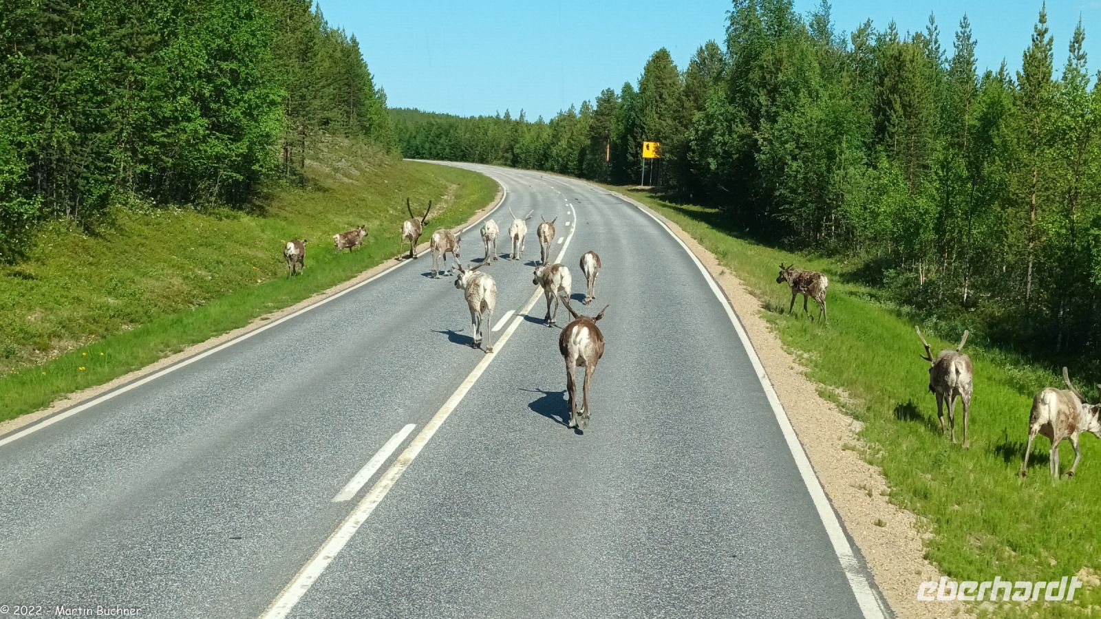 Rentiere im Straßenverkehr Lapplands