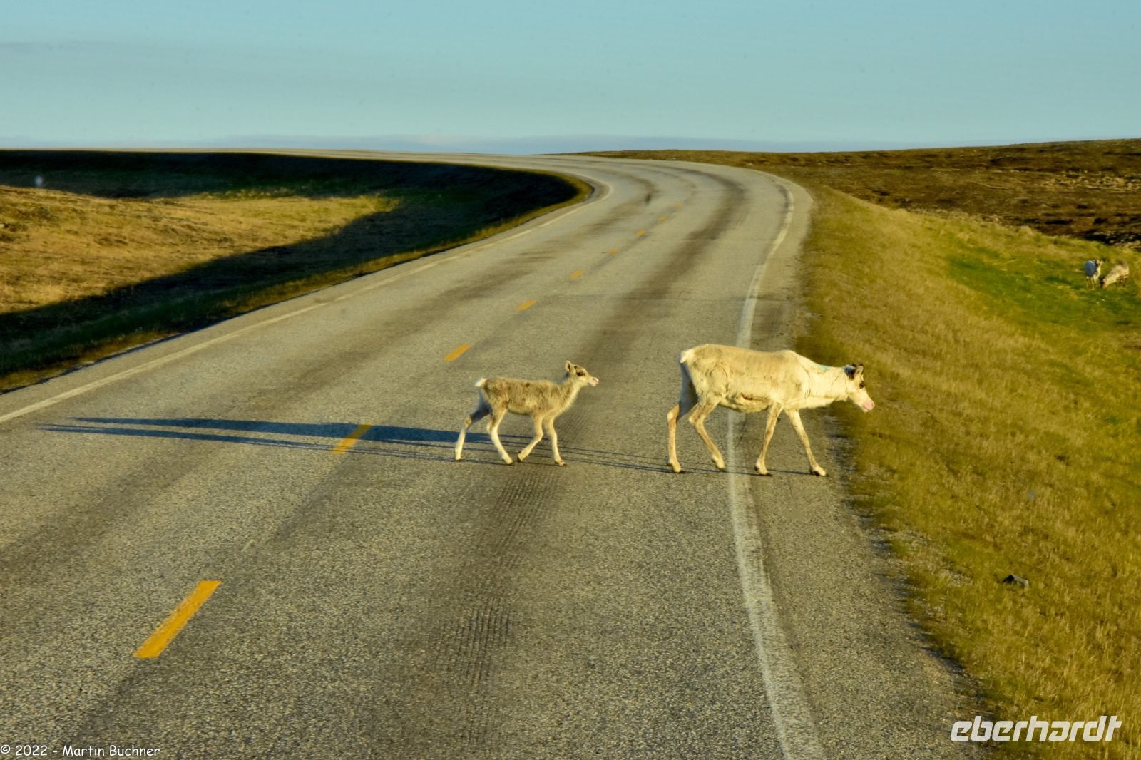 Echte arktische Tundra - Arktis auf der Insel Margerøya