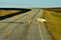 Echte arktische Tundra - Arktis auf der Insel Margerøya