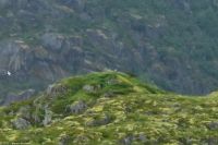 Trollfjord - Wo sitzen die Seeadler?