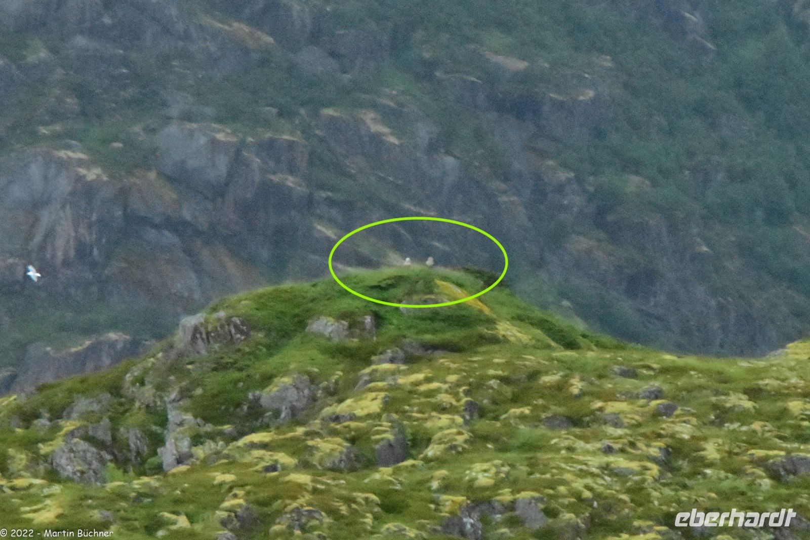 Trollfjord - Wo sitzen die Seeadler?