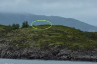 Raftsund - drei Seeadler!