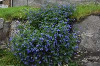 Fischerdorf Henningsvær auf der Insel Austvågøya
