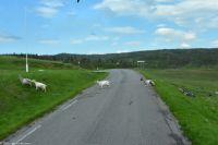 Fjell-Straße an der Alm Ljøsnehammarsæter