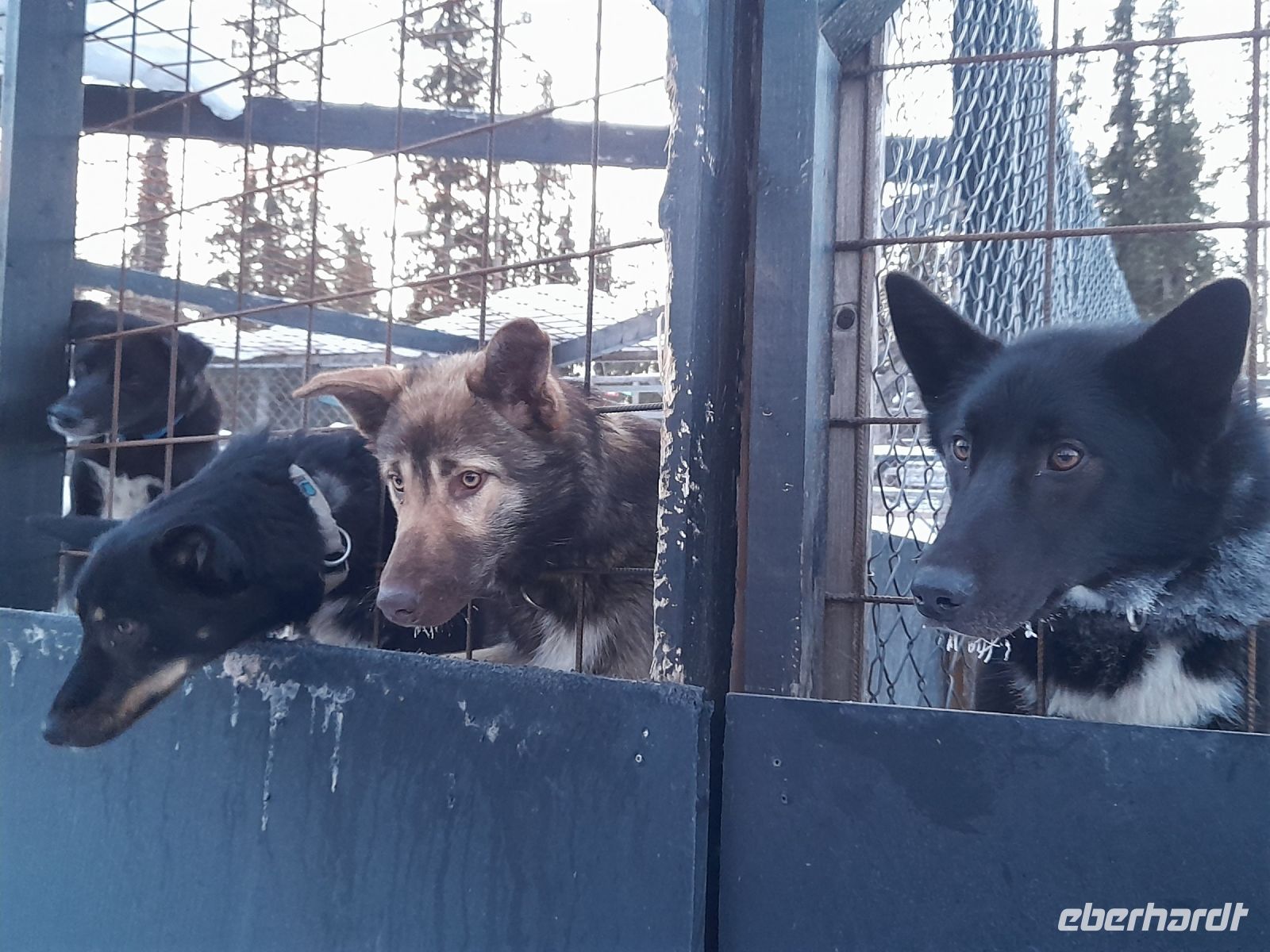 Husky-Schlittenfahrt