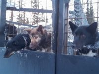 Husky-Schlittenfahrt