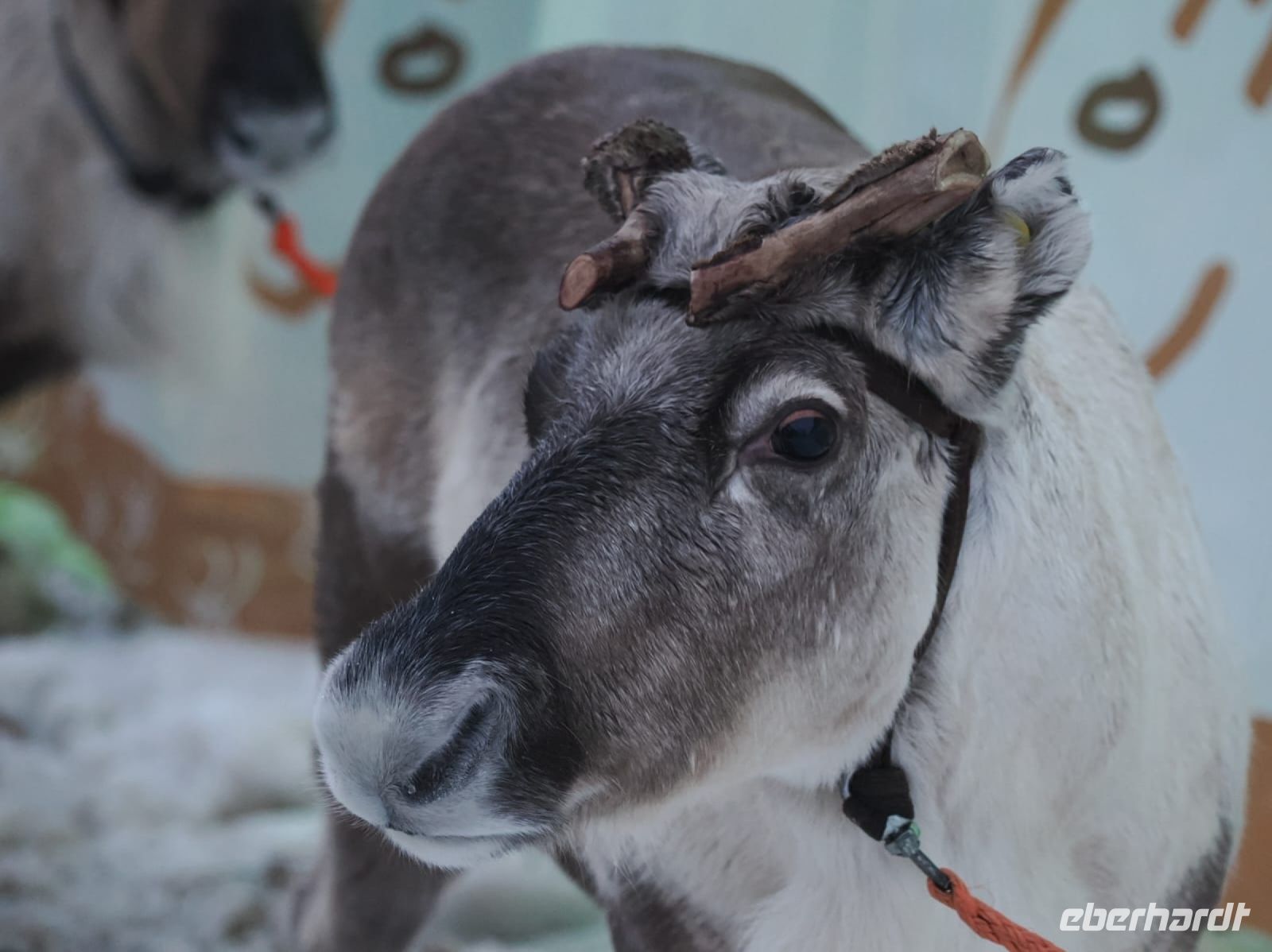 Tag 5 - Rentiere in der Stadt 