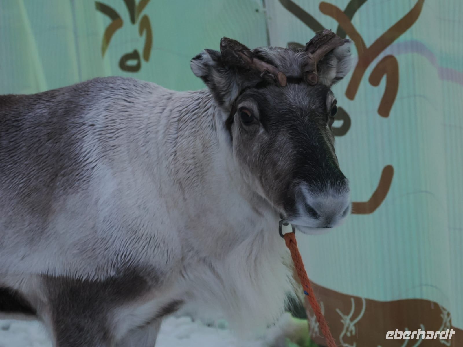 Tag 5 - Rentiere in der Stadt 