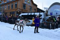 Präsentation der Renn-Rentiere