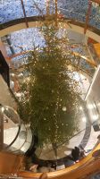 Hurtigruten - M/S Trollfjord - Der Weihnachtsbaum