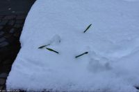 Ålesund - der Frühling (Osterglocken) kämpft sich durch einen Berg von Schnee...
