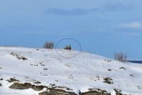 Seeadler - Bildmitte