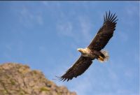 Hurtigruten - Seeadler