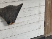 Hurtigruten - MS Nordnorge - Nordkap - Skarsvag